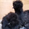 Black Silkie Bantam