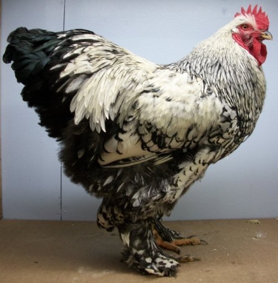 Silver Laced Cochin Standard Chicken
