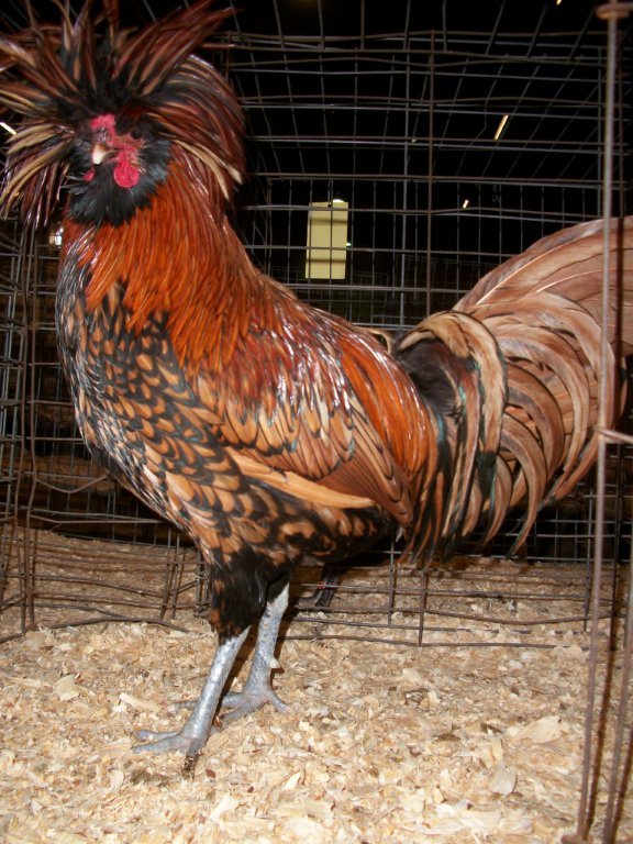 Golden Laced Polish Chicken