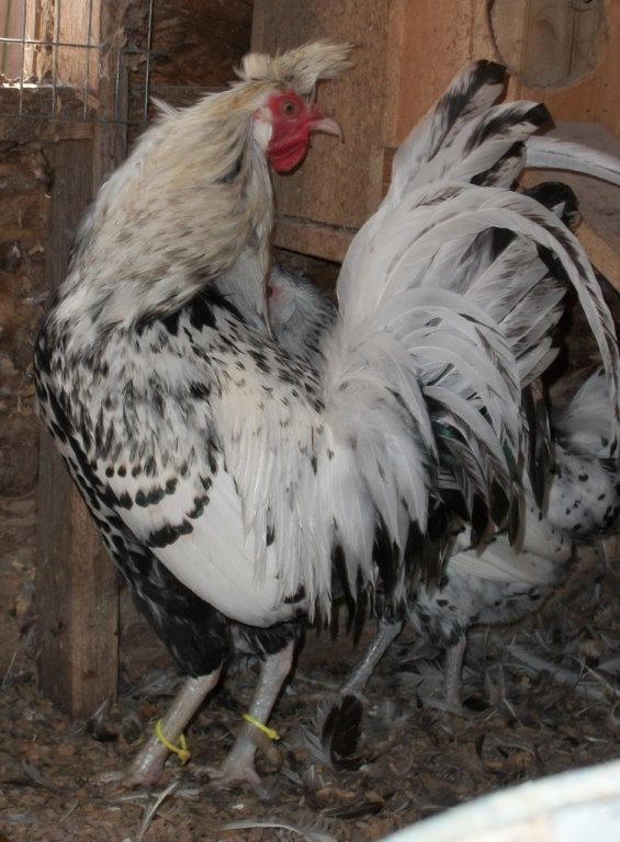 Silver Spangled Appenzeller Spitzhauben Chicken