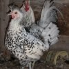 Silver Spangled Appenzeller Spitzhauben Chicken