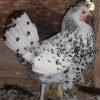 Silver Spangled Appenzeller Spitzhauben Chicken