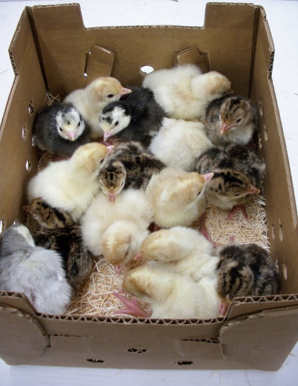 Surplus Hatchery Farms Turkey Special