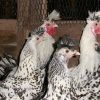 Silver Spangled Appenzeller Spitzhauben Chicken