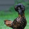Golden Laced Polish Chicken