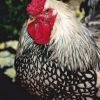 Black Laced Silver Wyandotte Chicken