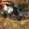 Black Laced Silver Wyandotte Chicken