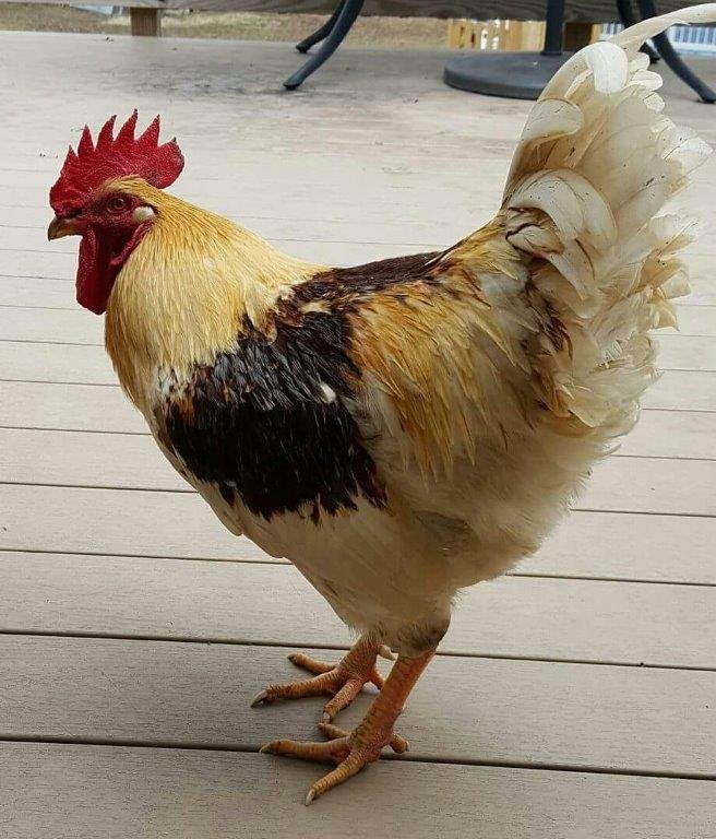 Golden Comet Chicken