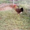 Brown Leghorn Chicken