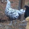 Silver Spangled Appenzeller Spitzhauben Chicken