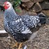 Black Laced Silver Wyandotte Chicken