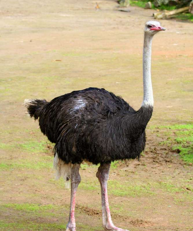 Ostrich
