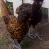 Golden Laced Polish Chicken