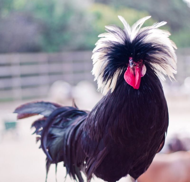 White Crested Black Polish Chicken