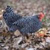 Barred Rock Chicken