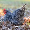 Barred Rock Chicken