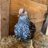 Black Laced Silver Wyandotte Chicken