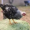 Black Laced Silver Wyandotte Chicken