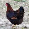 Black Laced Red Wyandotte Chicken