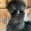Black Silkie Bantam