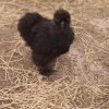 Black Silkie Bantam