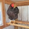 Black Laced Red Wyandotte Chicken
