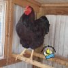 Black Laced Red Wyandotte Chicken