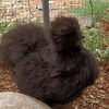 Black Silkie Bantam