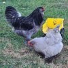 Blue Ameraucana Chicken