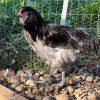 Blue Ameraucana Chicken