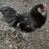 Blue Ameraucana Chicken