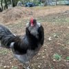 Blue Ameraucana Chicken