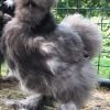 Blue Silkie Bantam