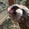 Blue Ameraucana Chicken