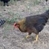 Brown Leghorn Chicken