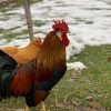 Brown Leghorn Chicken