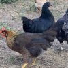 Brown Leghorn Chicken
