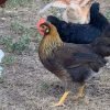 Brown Leghorn Chicken