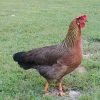 Brown Leghorn Chicken