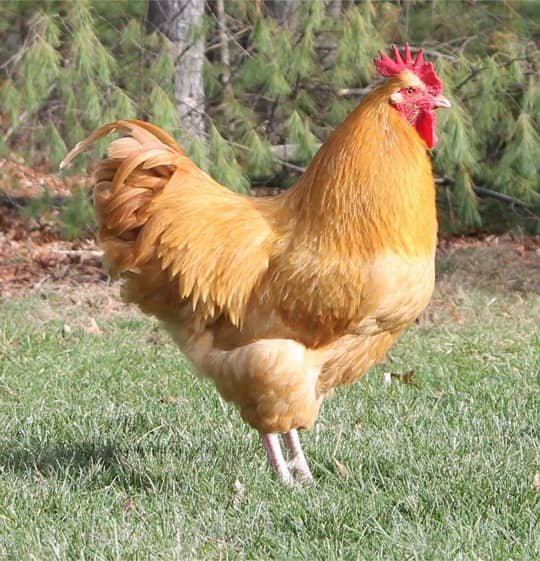 Buff Orpington Chicken