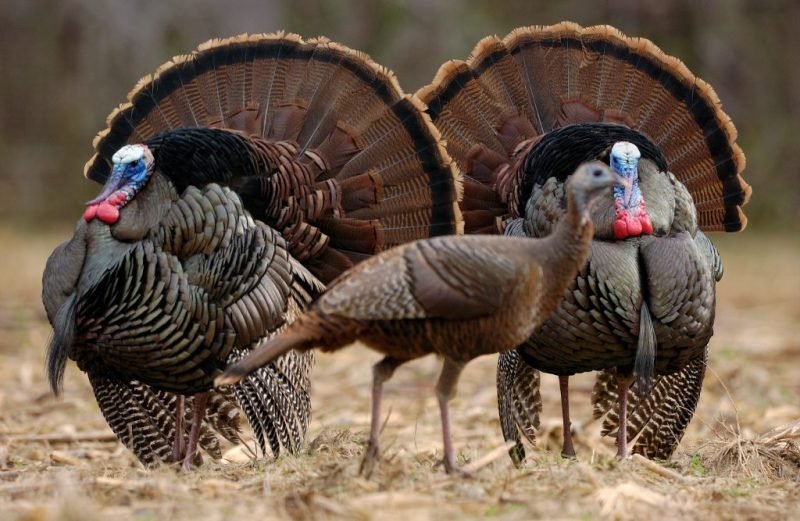 Chocolate Turkeys | Lorick Hatchery