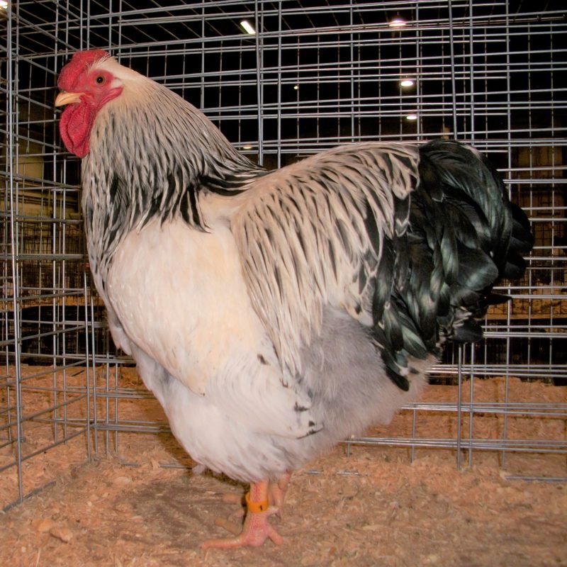 Columbian Wyandotte Chicken