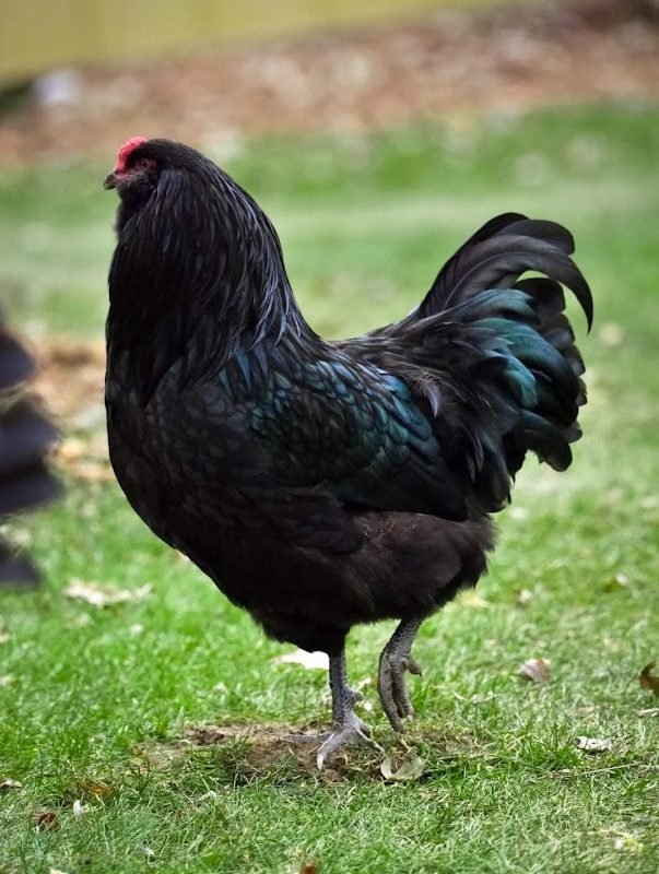 Black Ameraucana Chicken