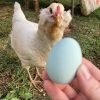 Easter Egger™ Chicken