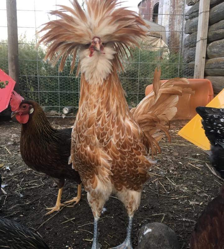 Buff Laced Polish Chicken