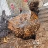 Golden Laced Polish Chicken
