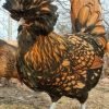 Golden Laced Polish Chicken