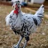 Silver Spangled Appenzeller Spitzhauben Chicken