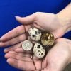 Pharaoh Coturnix Quail Hatching Eggs
