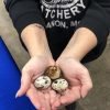 Pharaoh Coturnix Quail Hatching Eggs
